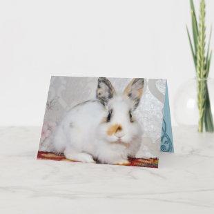 Bunny Rabbit Holiday Card