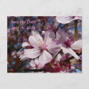 Cherry Blossom Postcard