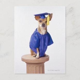 Chihuahua dog wearing graduation uniform, studio announcement postcard