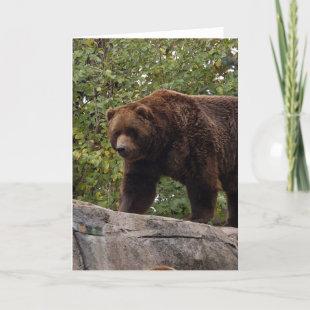 grizzly-bear-013 holiday card