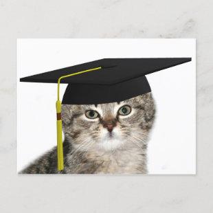 Kitten graduation announcement postcard
