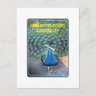 "Peacock Graduate" cards