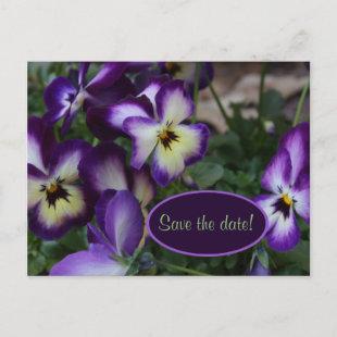 Purple Pansies Save the Date Announcement Postcard
