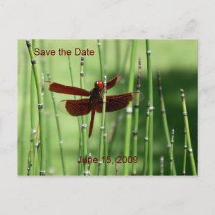 Red Dragonfly Postcard