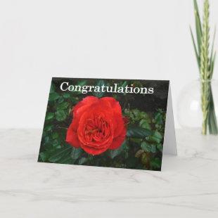 Red Rose Congratulations Card